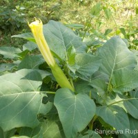 Datura metel L.